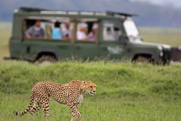 Botswana Safari