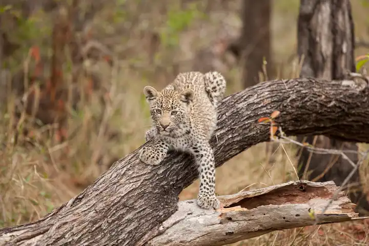 16 Jaw Dropping African Photos Leopard