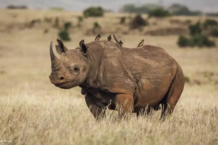 A Big 5 Safari Rhino