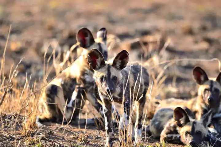 African Wild Dog South Africa