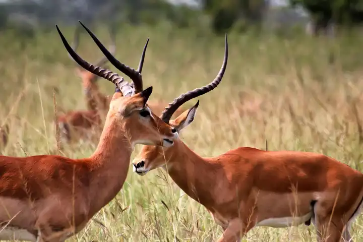 Akagera National Park Rwanda