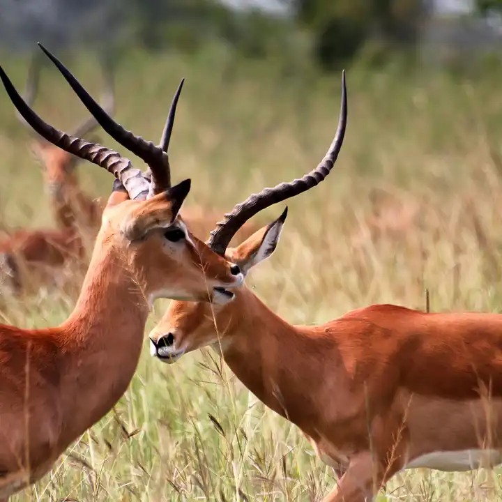 Akagera National Park Rwanda