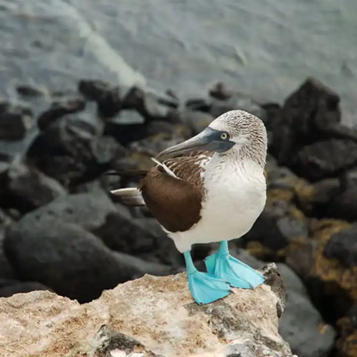 Best Places To Travel In January Luxury Galapagos Travel Ker Downey