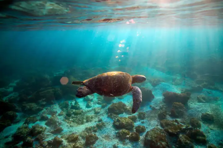 Best Places To Travel In June Luxury Galapagos Travel Ker Downey