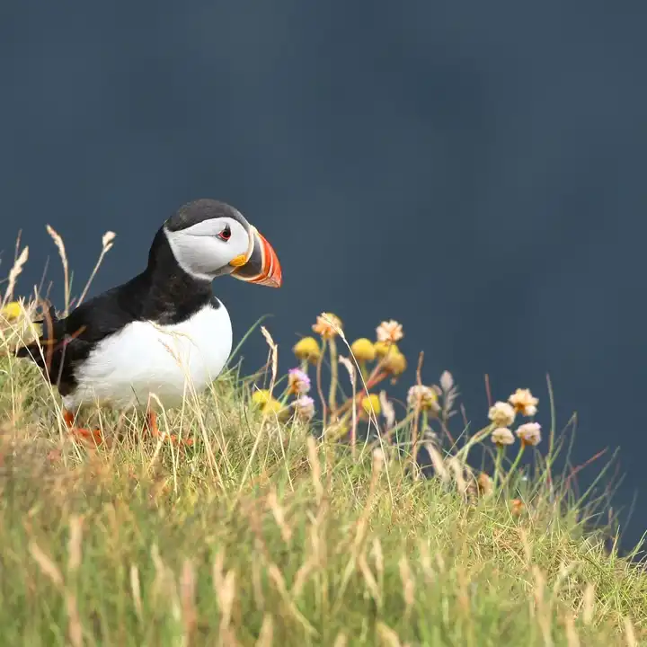 Best Things To Do In Ireland With Kids Family Activities In Ireland4 Puffins