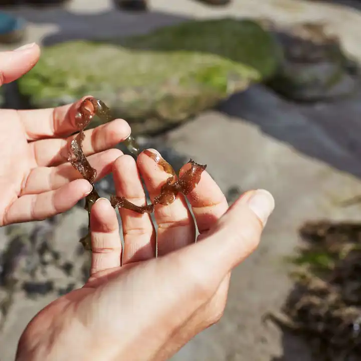Best Things To Do In Ireland With Kids Family Activities In Ireland5 Seaweed