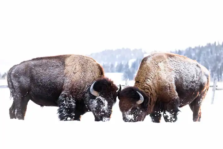 Bison In Yellowstone Winter