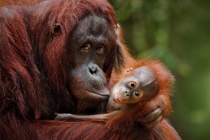 Borneo Eco Adventure