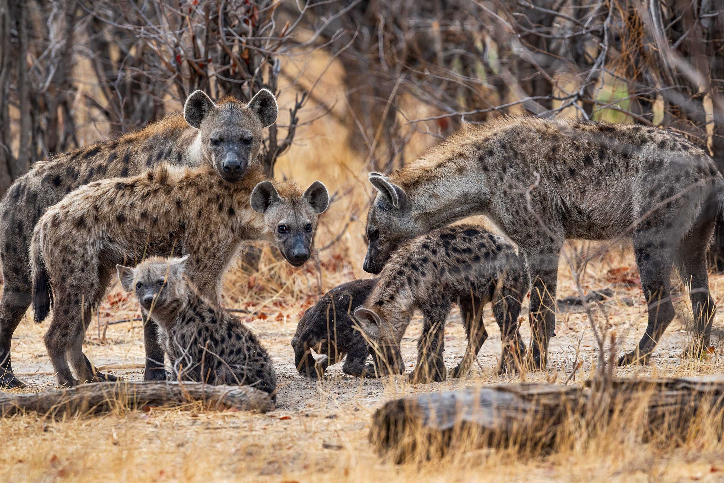 Moremi Game Reserve Botswana Safari
