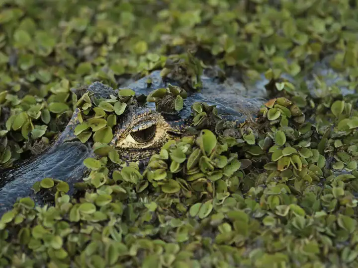 Caiman Brazil Pantanal Travel