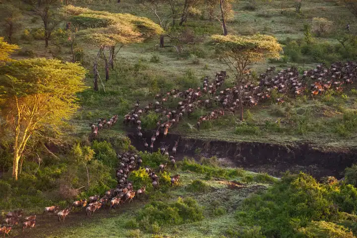 Calving Season Great Migration Mwiba Lodge