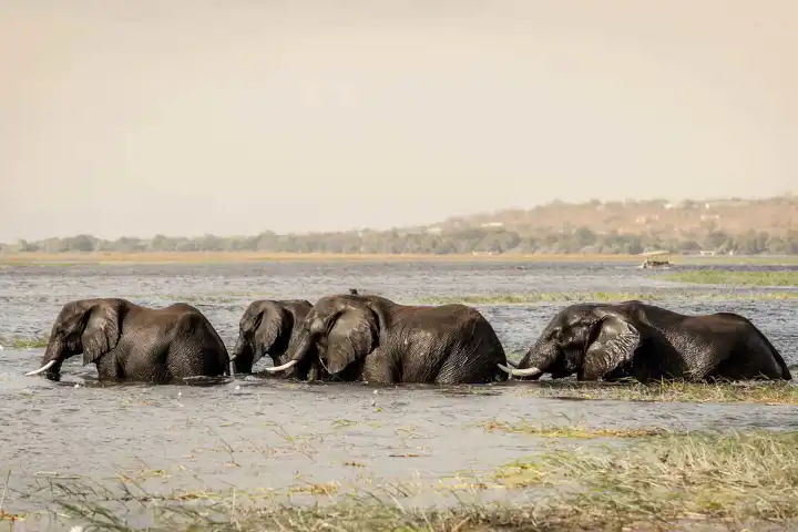 Chobe National Park Botswana Safari Elephants