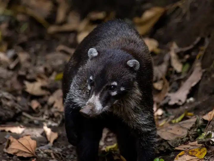 Coati In Monteverde Costa Rica