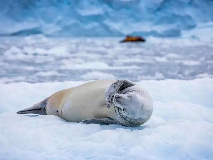 Crabeater Seal Paradise Harbour Quarke Expeditions_ Acacia Johnson 2