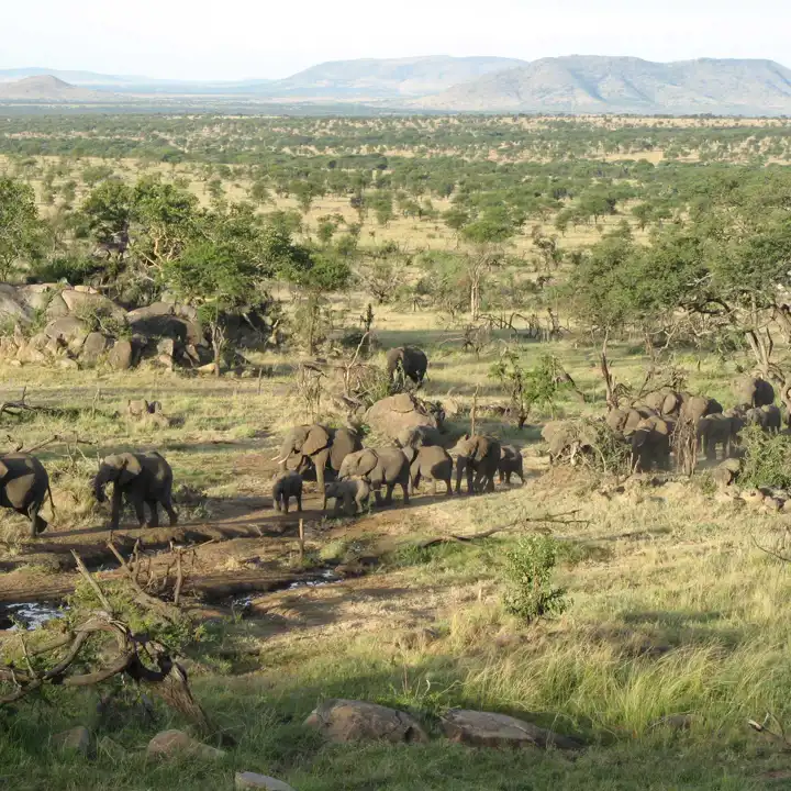 Elephants Tanzania Serengeti Safari