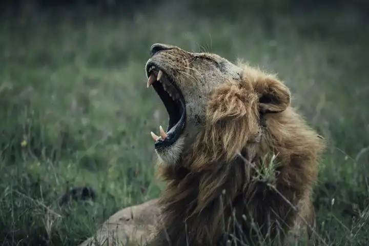 Emakoko Lion Nairobi National Park