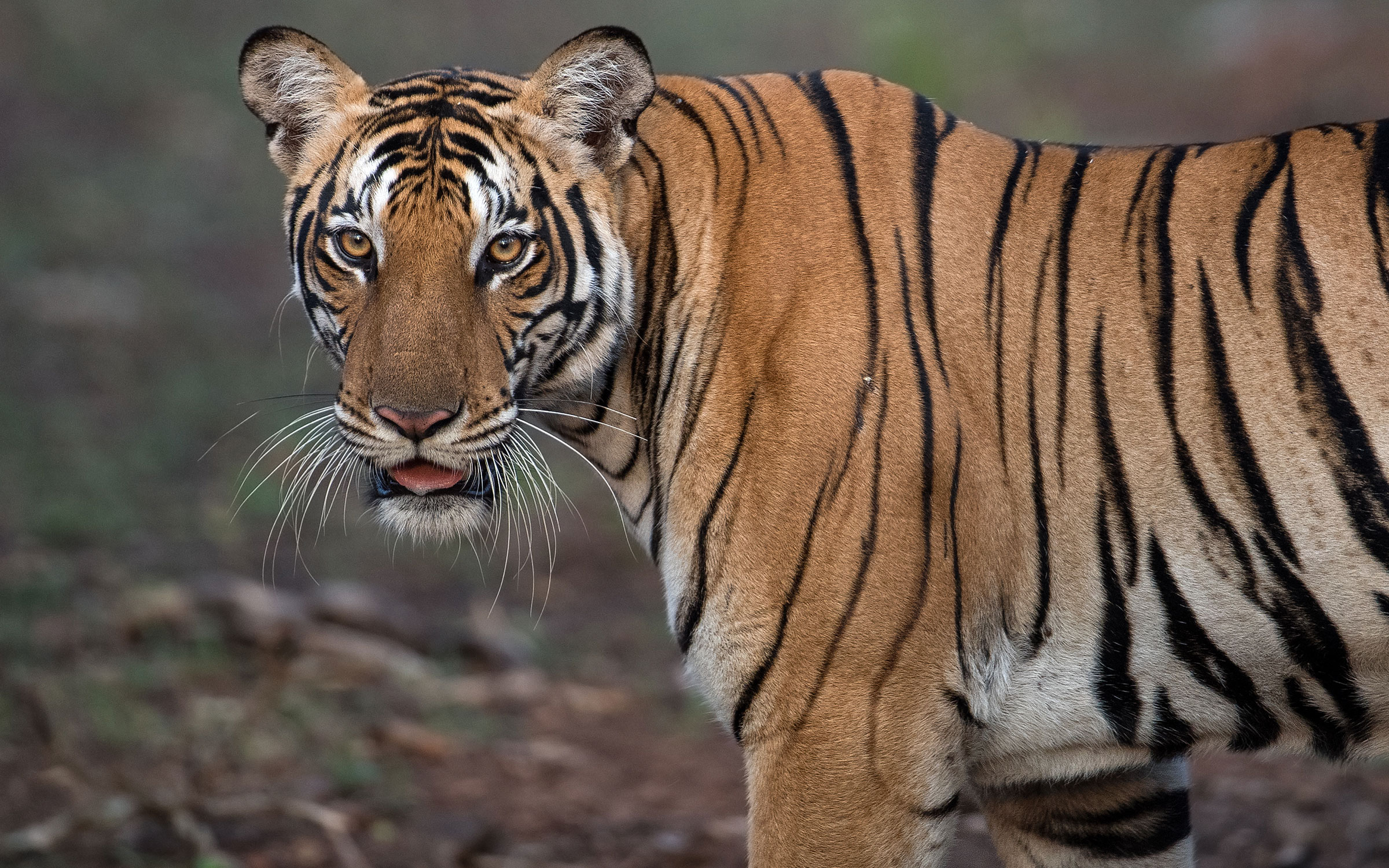 Luxury Tiger Safaris - India Tiger Safaris - Ker Downey