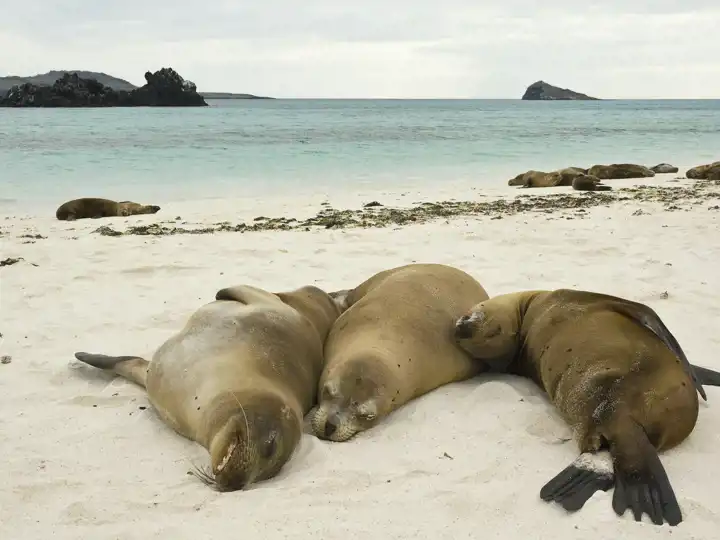 Galapagos In The Fall Luxury Travel Ker & Downey HERO