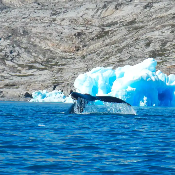 Greenland 3904957