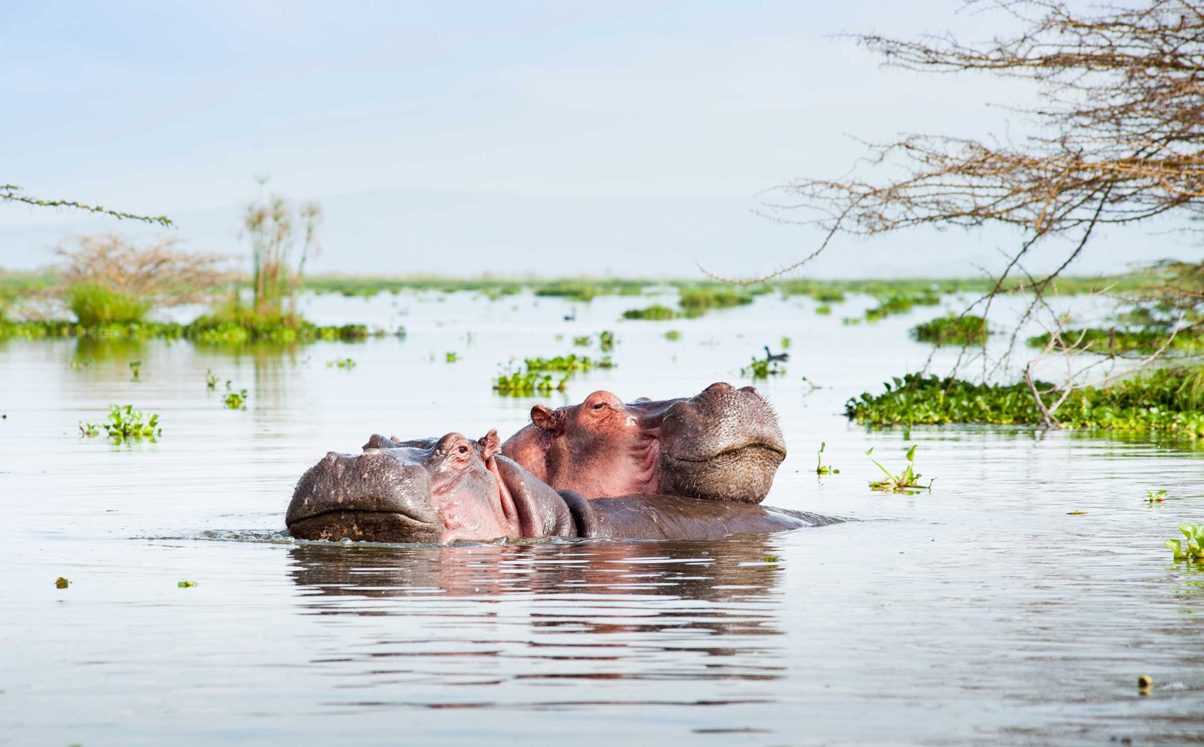 hippos in botswana
