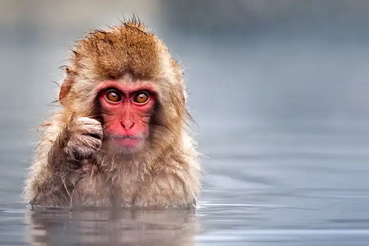 How To Photograph Animals Mark Edward Harris Japan