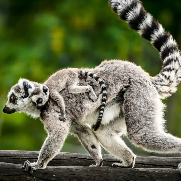 Istock 1026760988