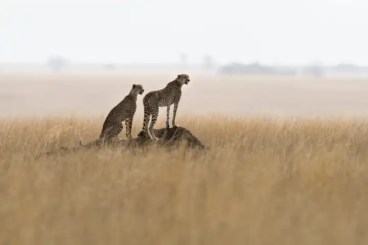 Cheetah