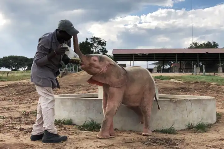 Jabulani Elephants Holiday In The Wild Ker Downey Conservation Champions