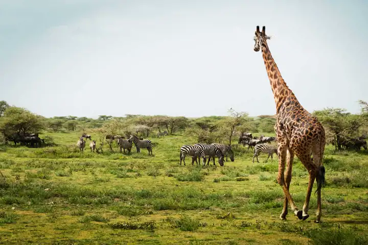 January Africa Adventures Safari In January