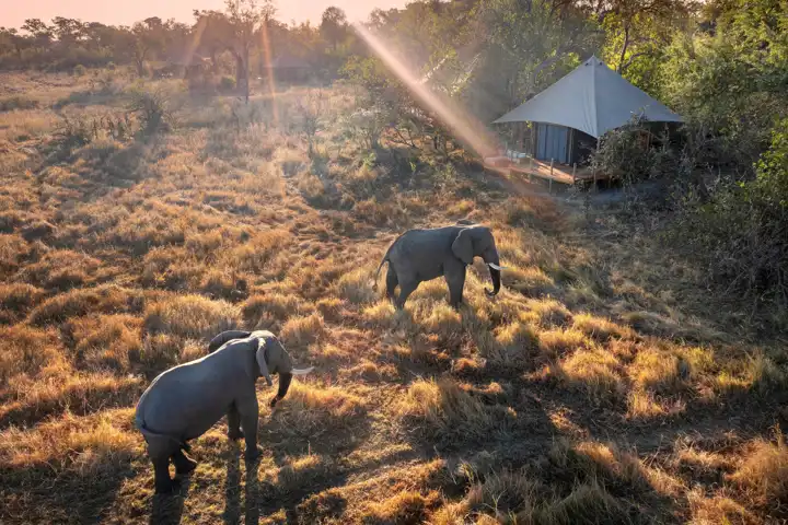 Khwai Lediba Elephants In Camp Ker & Downey