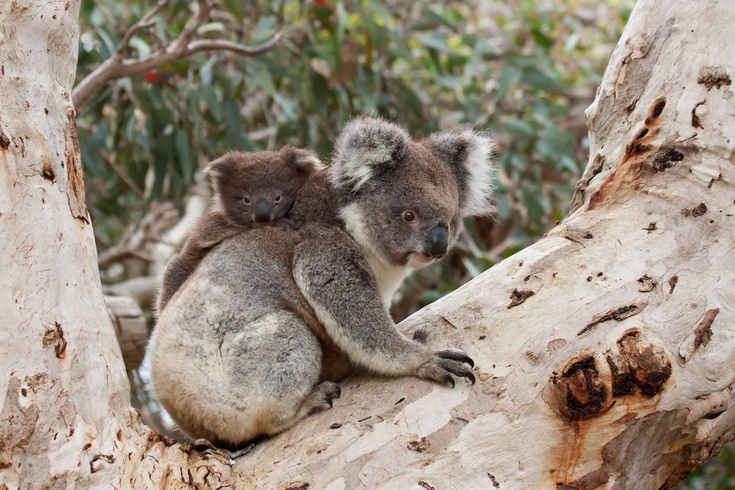 unique wildlife experiences in australia - koala