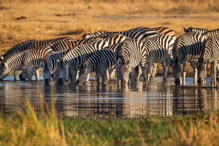 Lake Mayara National Park Tanzania Safari