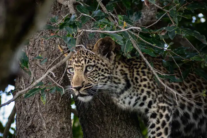 Leaopard In Sabi Sand South African Safari