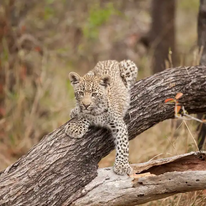 Leopard In Tree