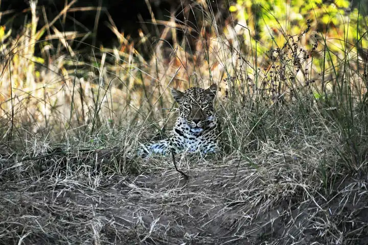 Leopard Suzky Kramer