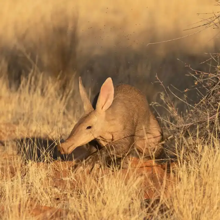 Lesser Known Wildlife Aardvark