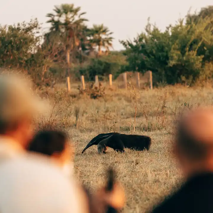 Lesser Known Wildlife Giant Anteater