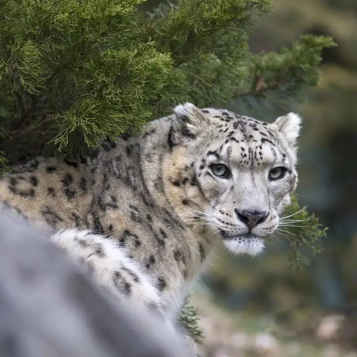 Lesser Known Wildlife Snow Leapard