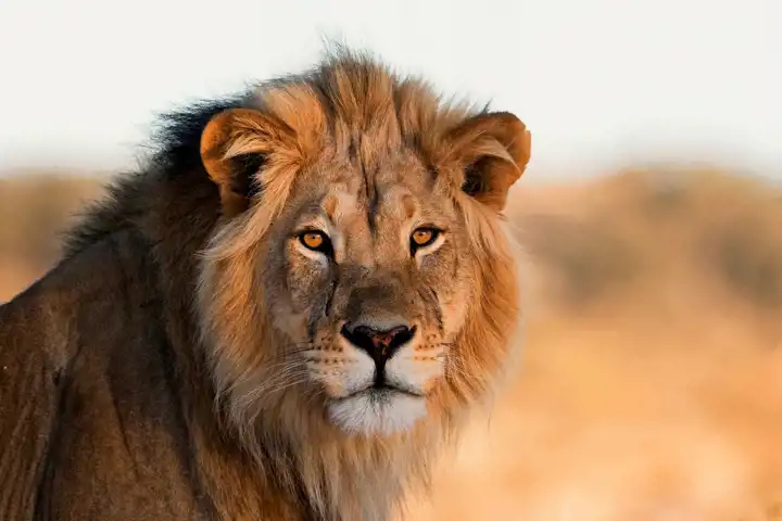 Lion Botswana Safari