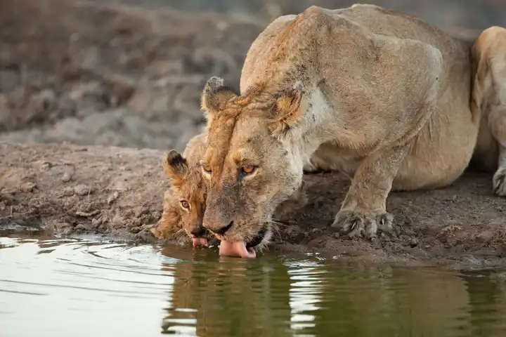 Lions On South African Safari