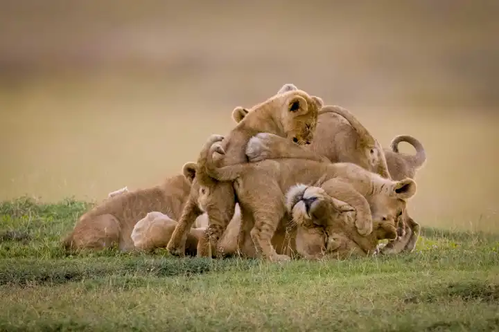 Lions Serengeti Safari Tanzania
