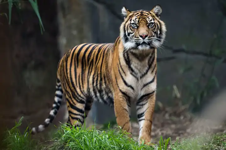 Luxury Tiger Safaris India Tiger Safaris Ker Downey HERO