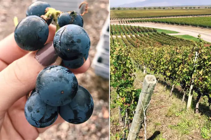 Luxury Travel To Argentina Ker Downey Grapes