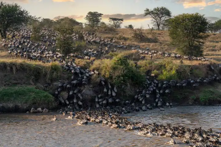 Mara River Crossing Tanzania Safari Great Migration