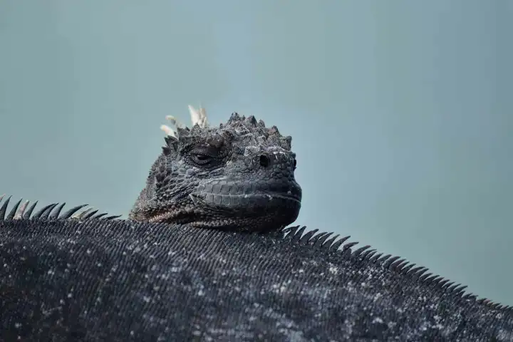 Marine Iguana 4