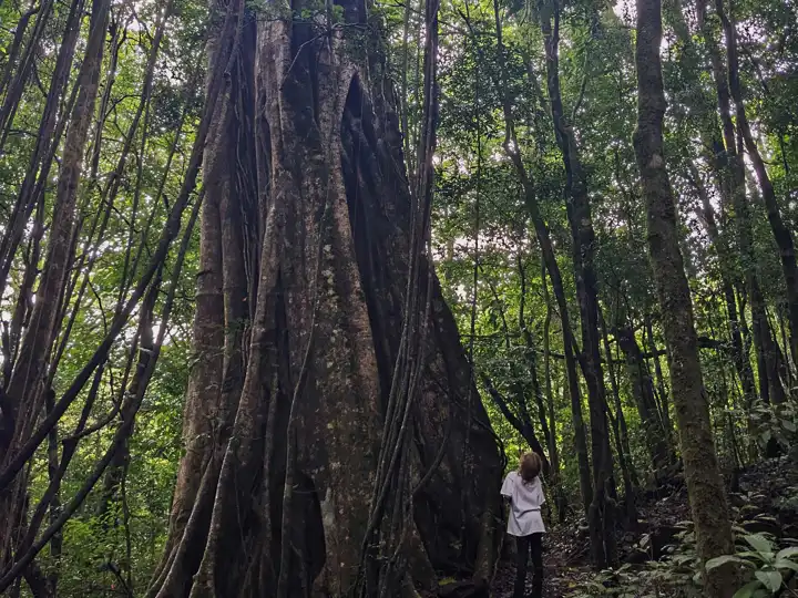 Monteverde Cloud Forest Costa Rica