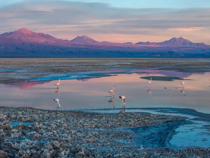 Nayara Alto Altacama Salardeatacama Offseason Travel