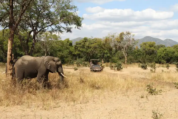 On Safari In Zambia HERO