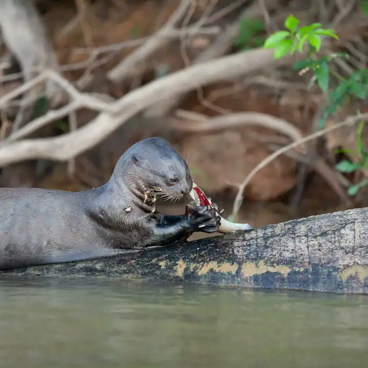 Pantanal Giant River Otter