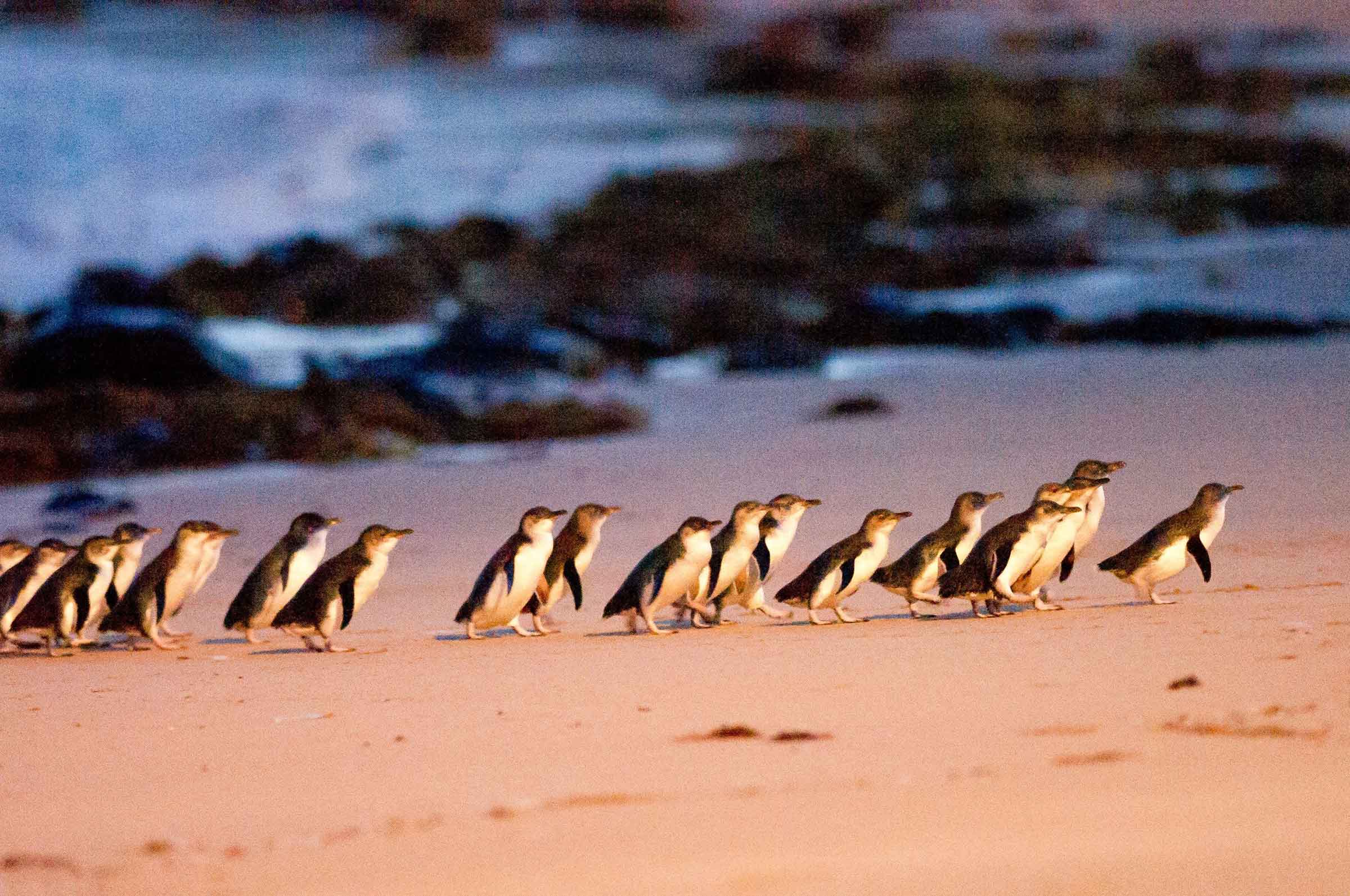 penguin parade Phillip island australia